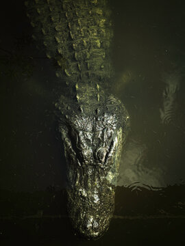 Alligator Up Close