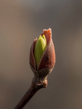 New Bud Emerging on a Branch