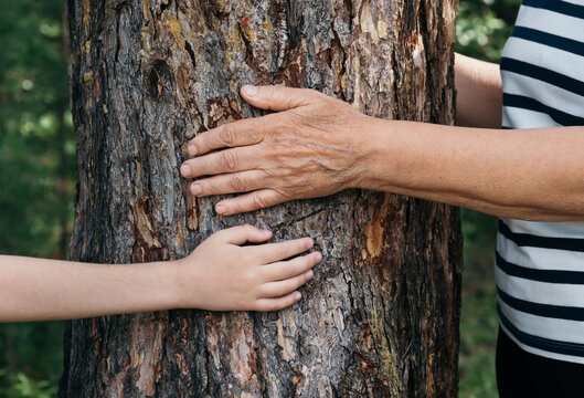 Hands hugging a tree trunk in forest, nature connection