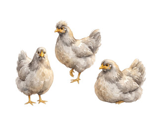 Obraz premium Three fluffy farm chickens watercolor illustration as isolated on transparent background