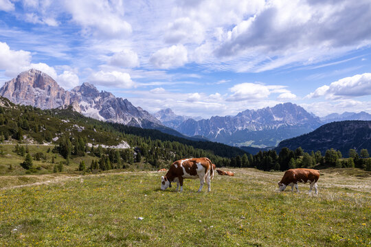 Alpine meadow with grazing cow under Dolomites peaks