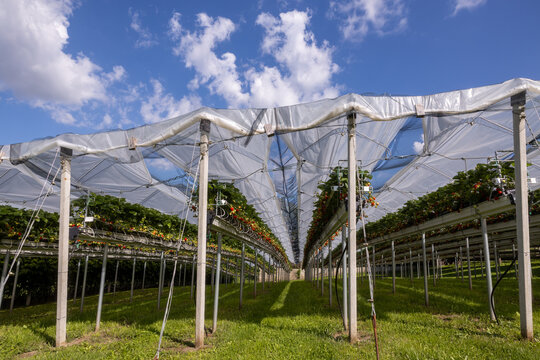 Strawberry plants growing under summer sky