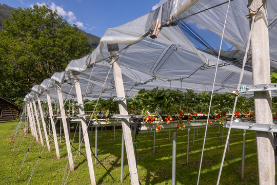Strawberry plantation under summer sunlight
