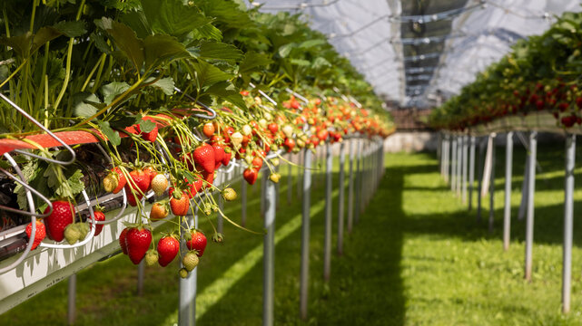 Ripe strawberries growing in a summer plantation