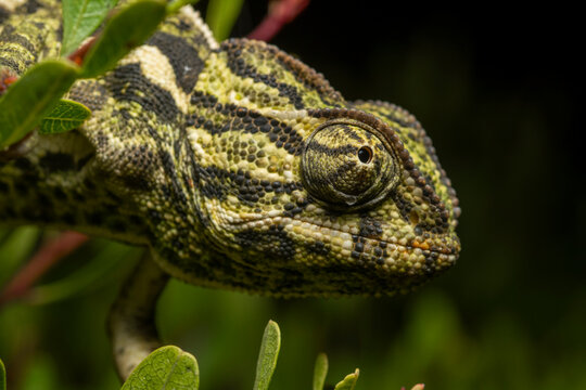 Close-up of a Mediterranean chameleon on a branch