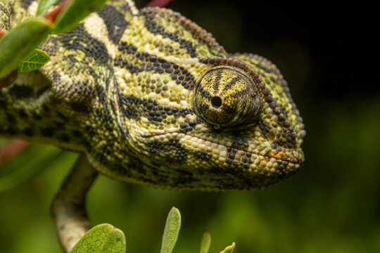 Close-up of a Mediterranean chameleon's unique patterns
