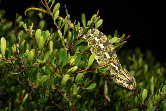 Mediterranean chameleon hidden among lush foliage