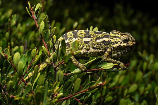 Mediterranean chameleon in natural habitat