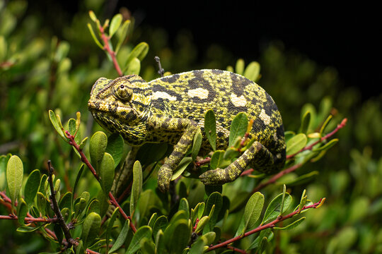 Mediterranean chameleon in natural habitat in Marbella