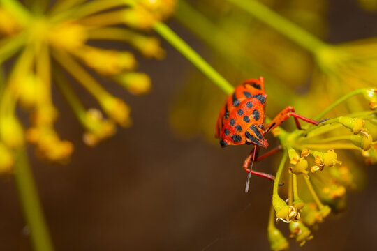 Spotted shield bug on yellow wildflower macro in nature