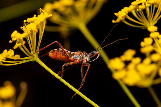 Red assassin bug on yellow wildflower in macro close-up