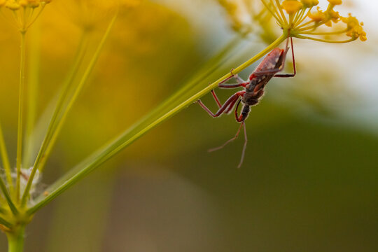 Red assassin bug on wildflower stem in summer macro