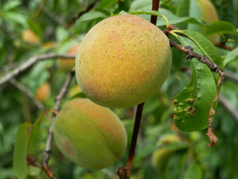 Two unripe peaches are growing on a tree branch. One peach is larger and closer to ripeness, while the other is smaller and greener.