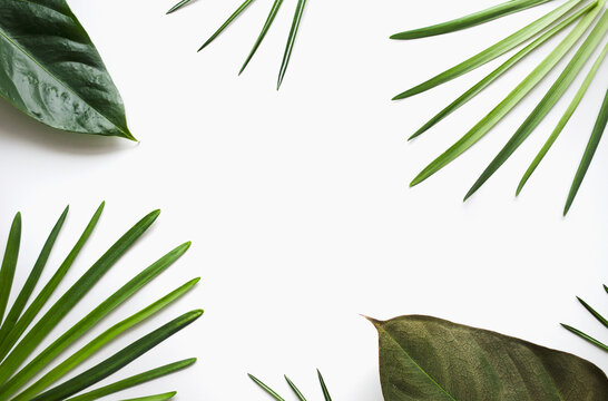 Leaf frame on white background with copy space for text