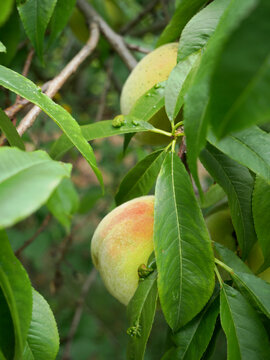 Two unripe peaches hang from a tree branch, surrounded by lush green leaves. Some small bumps are visible on the leaves.