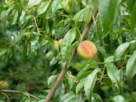 A young peach is ripening on a branch amidst lush green leaves. The fruit shows hints of pink and yellow as it grows.