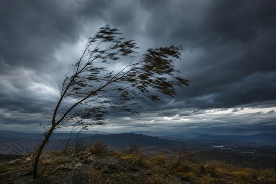 Thin tree branches whipped by strong wind during a storm, blurred motion.