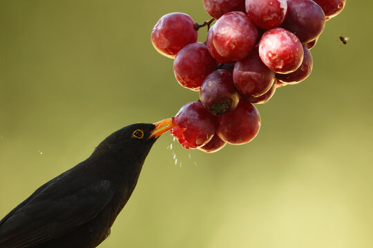 Common blackbird feeding on grape in magical sunset light