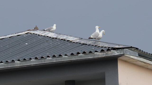 Seagulls perched on corrugated rooftop under gray sky