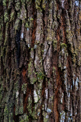 Fototapeta premium Textura de corteza de árbol con musgo y líquenes, fondo natural de madera en primer plano