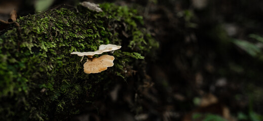 Hongos silvestres sobre tronco cubierto de musgo en bosque húmedo, primer plano con fondo desenfocado © Manuela