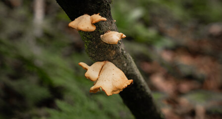 Hongos silvestres creciendo sobre rama de árbol en bosque húmedo, macro con fondo desenfocado © Manuela