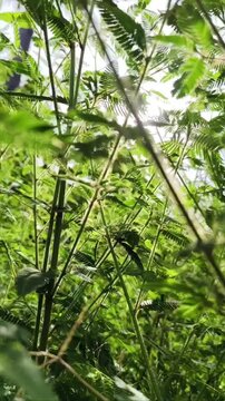 Lush mimosa pudica in a wide landscape meadow, sensitive plant or touch-me-not or shame plant blooming with green bokeh background and beautiful sunlight, natural botanical wallpaper concept