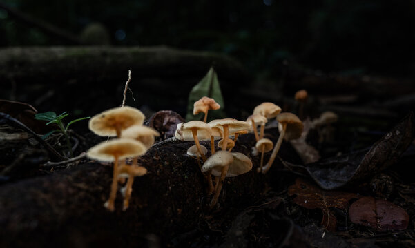 Grupo de hongos silvestres creciendo sobre tronco en bosque h&uacute;medo, macro de ecosistema natural