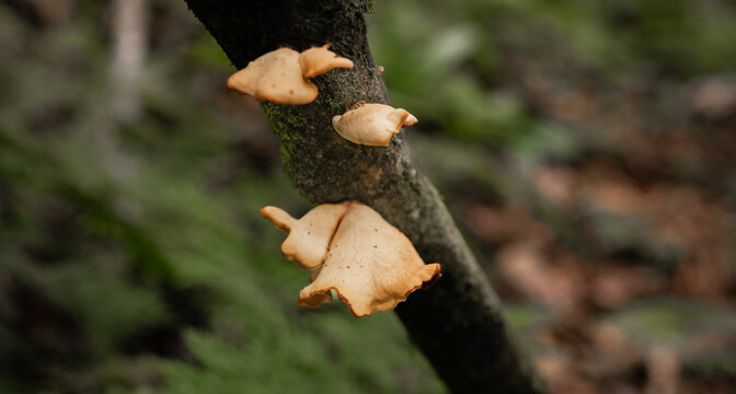 Hongos silvestres creciendo sobre rama de &aacute;rbol en bosque h&uacute;medo, macro con fondo desenfocado