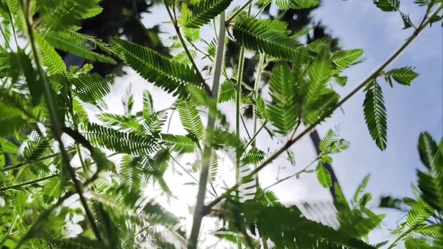 Lush mimosa pudica in a wide landscape meadow, sensitive plant or touch-me-not or shame plant blooming with green bokeh background and beautiful sunlight, natural botanical wallpaper concept