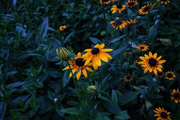 yellow flowers © Olivier