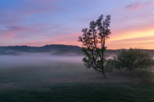 lone tree in fog