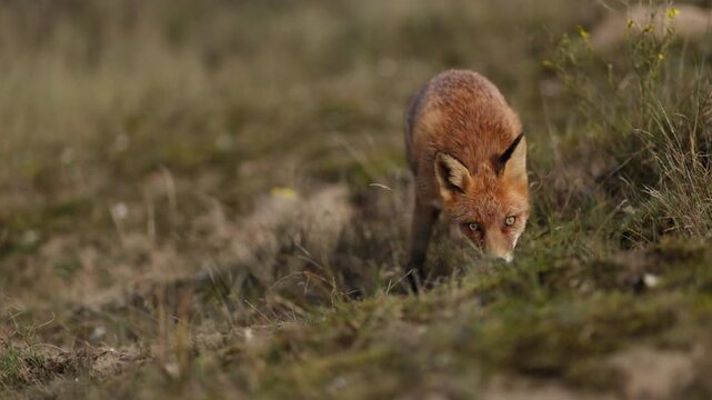 Curious Fox in coastal dunes, shallow focus, cinematic wildlife footage