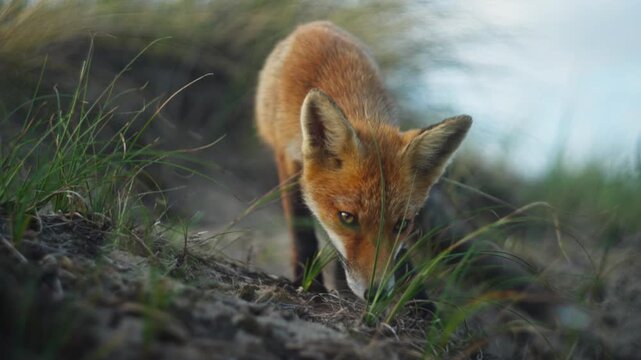 Curious Fox in coastal dunes, shallow focus, cinematic wildlife footage