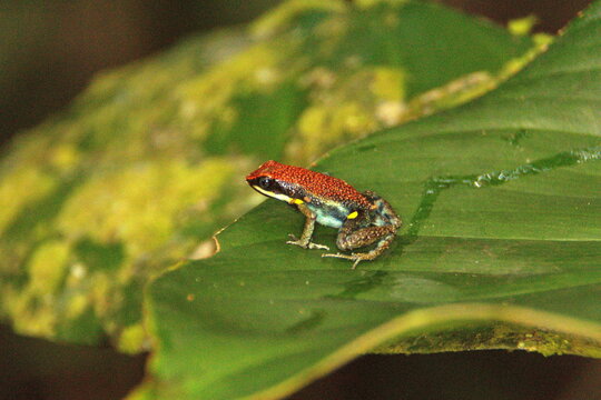 Ruby poison frog (Ameerega parvula) on a leaf in the Cuyabeno Wildlife Reserve, outside of Lago Agrio, Ecuador