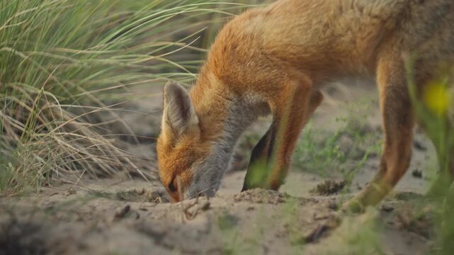 Curious Fox in coastal dunes, shallow focus, cinematic wildlife footage