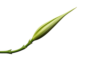 Fototapeta premium Slender unopened lily bud with long green stem