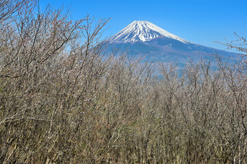 Fototapeta premium 愛鷹山塊の越前岳 富士見台に咲くマメザクラに富士山 