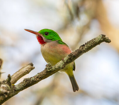 Barrancol&iacute;
(Todus subulatus)