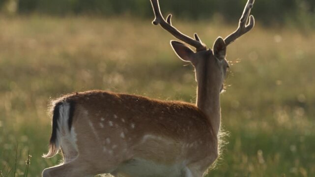 Beautiful Fallow Deer in soft sunset light