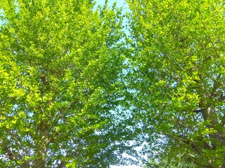 Fototapeta premium 春の公園の新緑の銀杏の木と青空