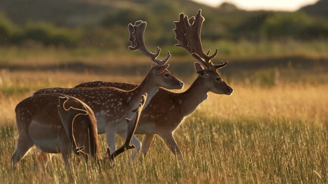 Beautiful Fallow Deer in soft sunset light