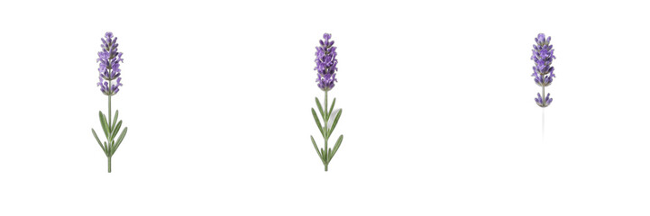 Fototapeta premium Fresh Purple Lavender Sprigs and Blossoming Floral Stems Isolated on White Background, Nature and Botanical PNG Stock Graphic for Spa, Aroma, and Garden Designs