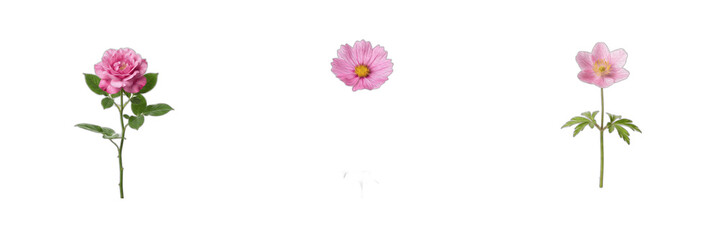 Obraz premium Pink Flowers and Blooming Blossoms Isolated on White Background, Spring and Floral PNG Stock Graphic for Nature, Garden, and Botanical Designs