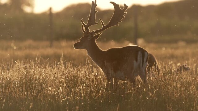 Beautiful Fallow Deer in soft sunset light