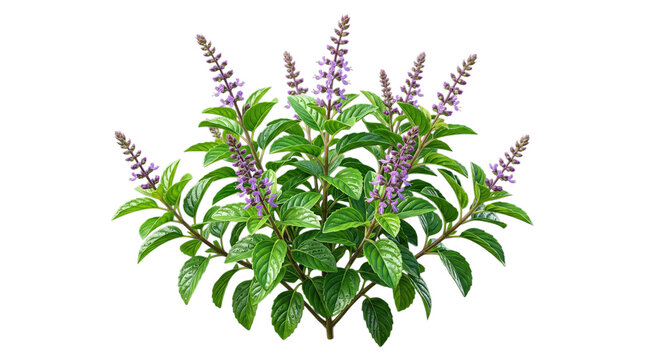 Tulsi holy basil plant with leaves and flowers isolated on transparent background