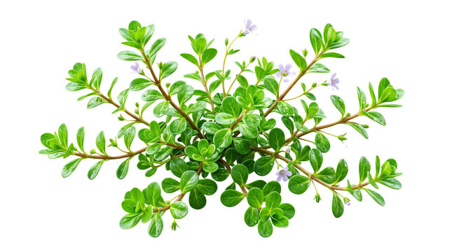 Bacopa monnieri plant with flowers isolated on transparent background