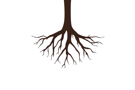 Brown tree roots with sparse lateral branches