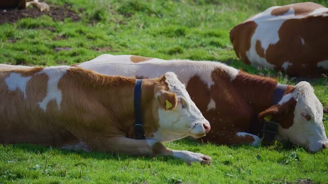 Close-up of a brown and white alpine cow resting on a peaceful mountain pasture near Rotwand in the German Alps on a sunny summer day.