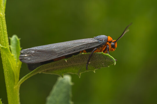 Closeup photo of Gnamptonychia flavicollis, a small lichen moth from Mexico